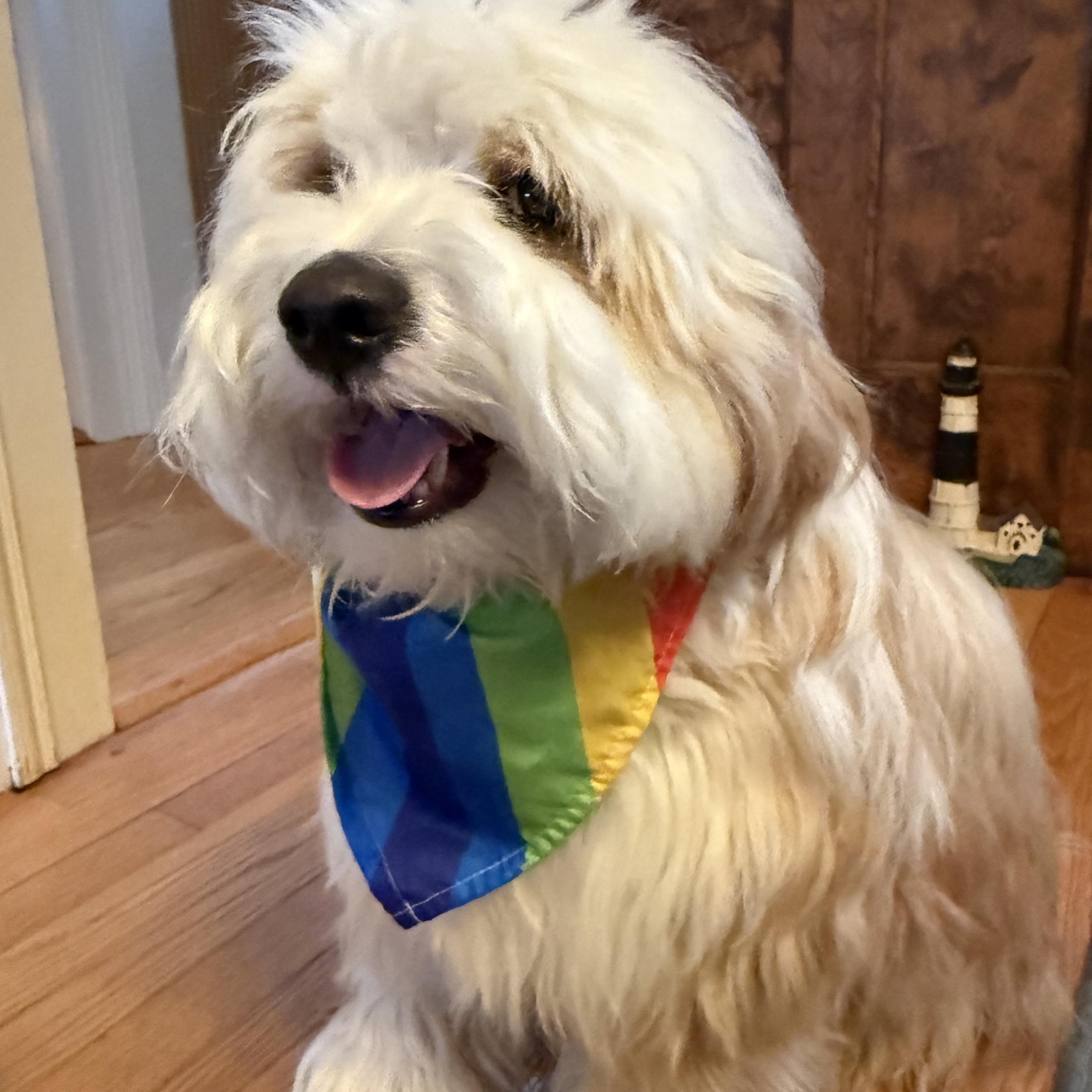 cropped_square_dog